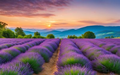 Soothing Lavender: Benefits and Uses in Daily Life